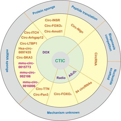 Emerging roles of circular RNAs in cancer therapy-induced cardiotoxicity